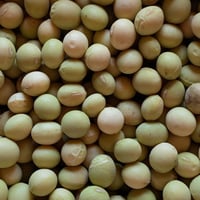 大豆　小糸　千葉県の在来種  　24kg　　同梱不可