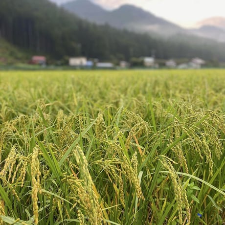 玄米粉　 3kg