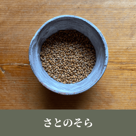 玄小麦 小麦粒　5kg　「ゆめかおり」「さとのそら」