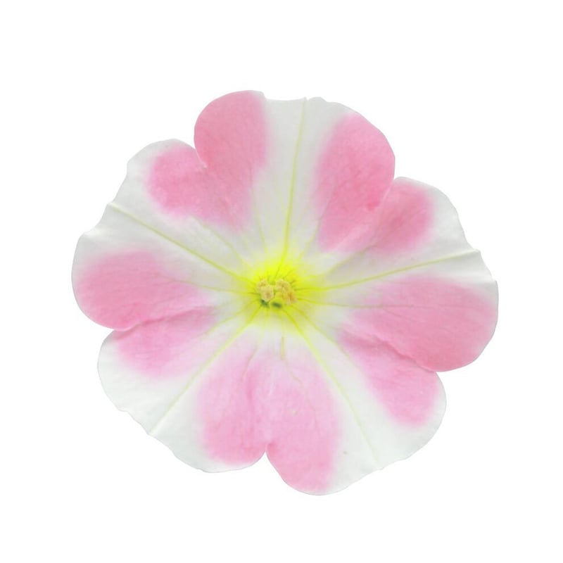 サントリーフラワーズ】サフィニアアート／ももいろハート | SUMOMO