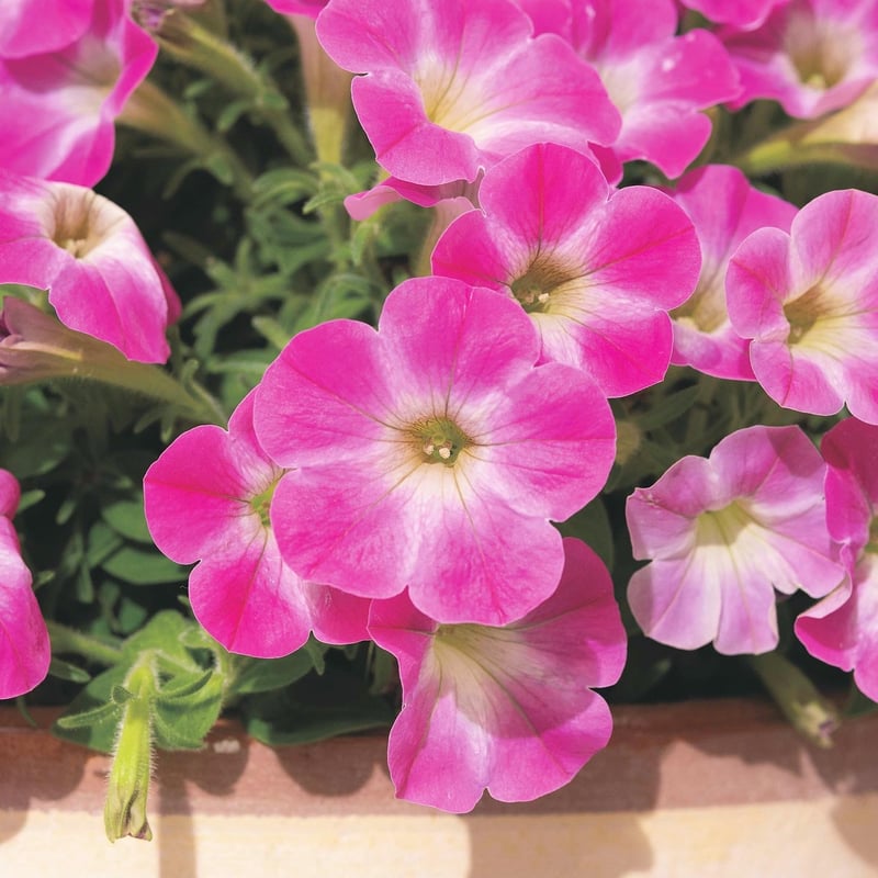 サントリーフラワーズ】サフィニアアート／小梅ちゃん | SUMOMO factory