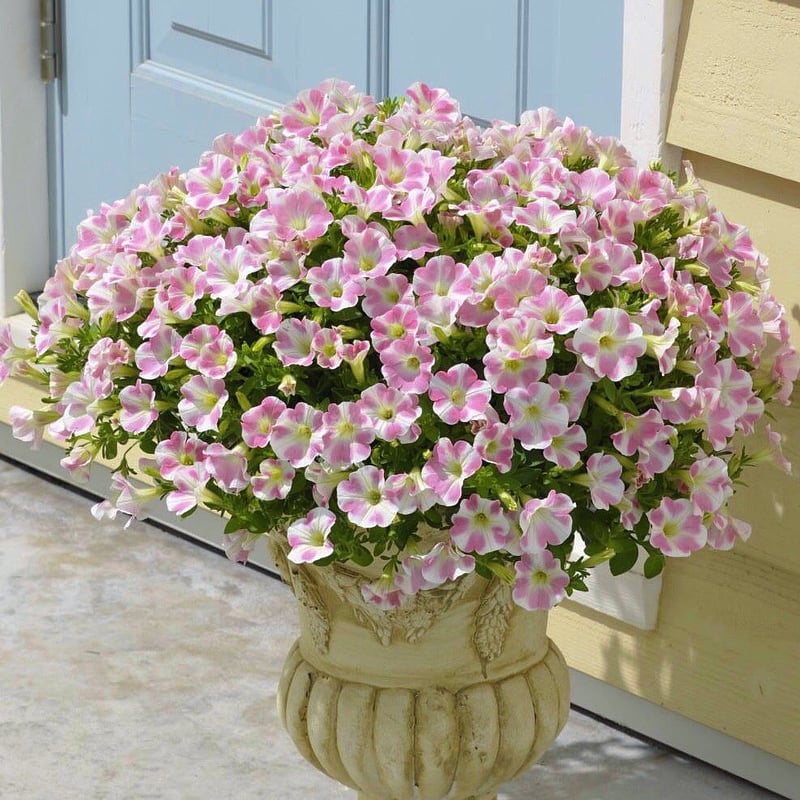 サントリーフラワーズ】サフィニアアート／ももいろハート | SUMOMO