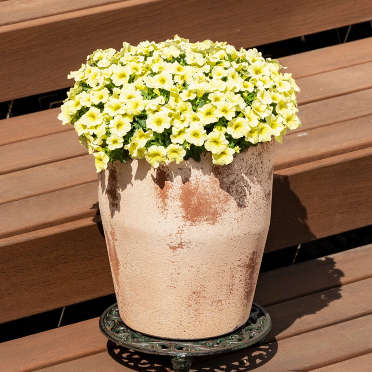 【レア盤】あだち麗三郎　ベルリンブルー Yellow Rice Flower fit=scale-down,w=1200