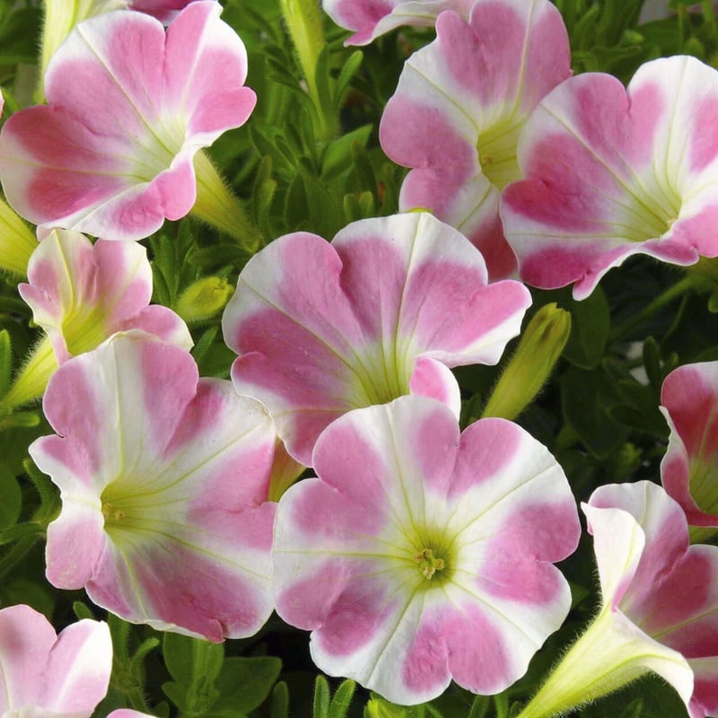 サントリーフラワーズ】サフィニアアート／ももいろハート | SUMOMO