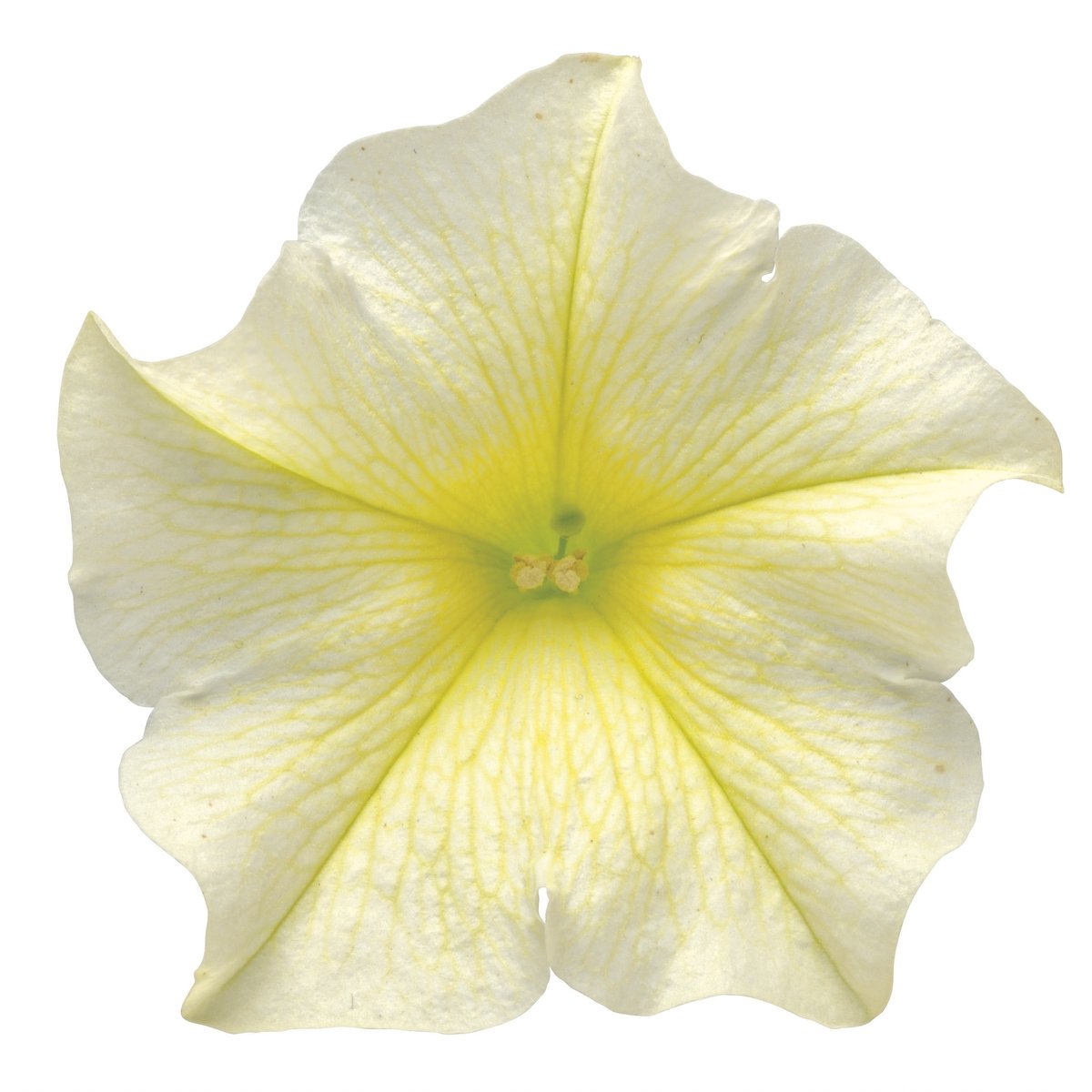 サントリーフラワーズ】サフィニア（大輪系）／イエロー | SUMOMO factory