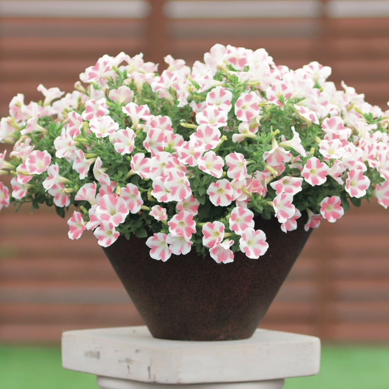 サフィニア　ももいろハート　苗3800円 Amazon | はなみどり サフィニア ももいろハート 花苗 2株