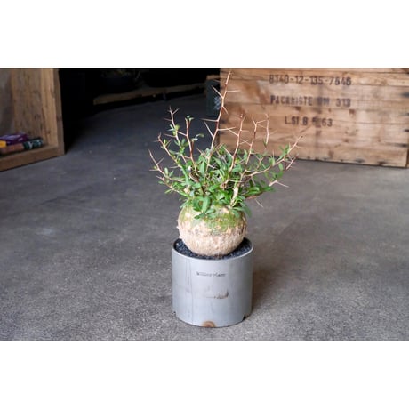 CATEGORY 鐵鉢 | Willing plant