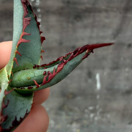 Agave victoriae-reginae hybrid 王蟲 from 土田制所