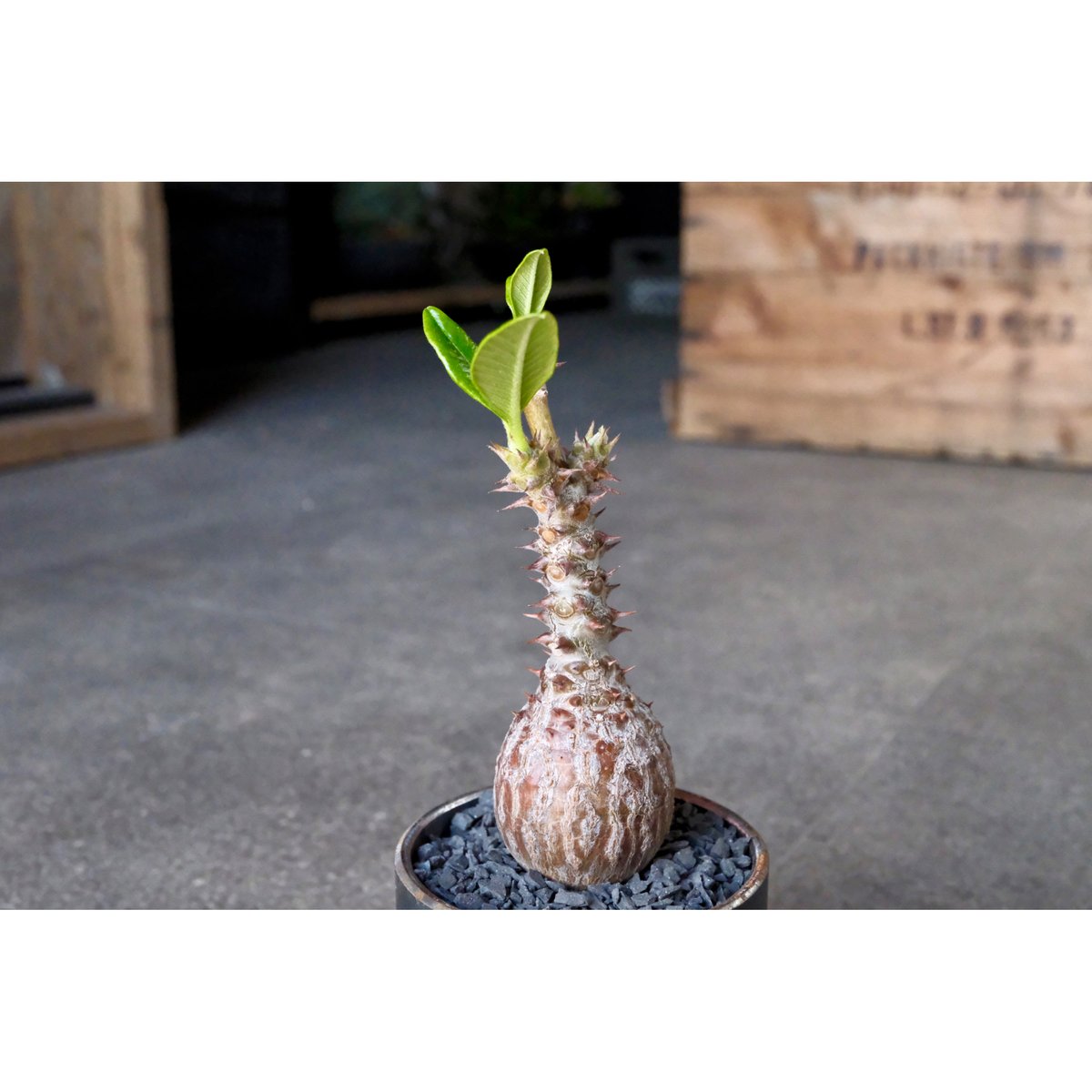 W.P Collection】パキポディウム ウィンゾリー 実生 | Willing plant W.P Collection】パキポディウム ウィンゾリー 実生 | Willing plant