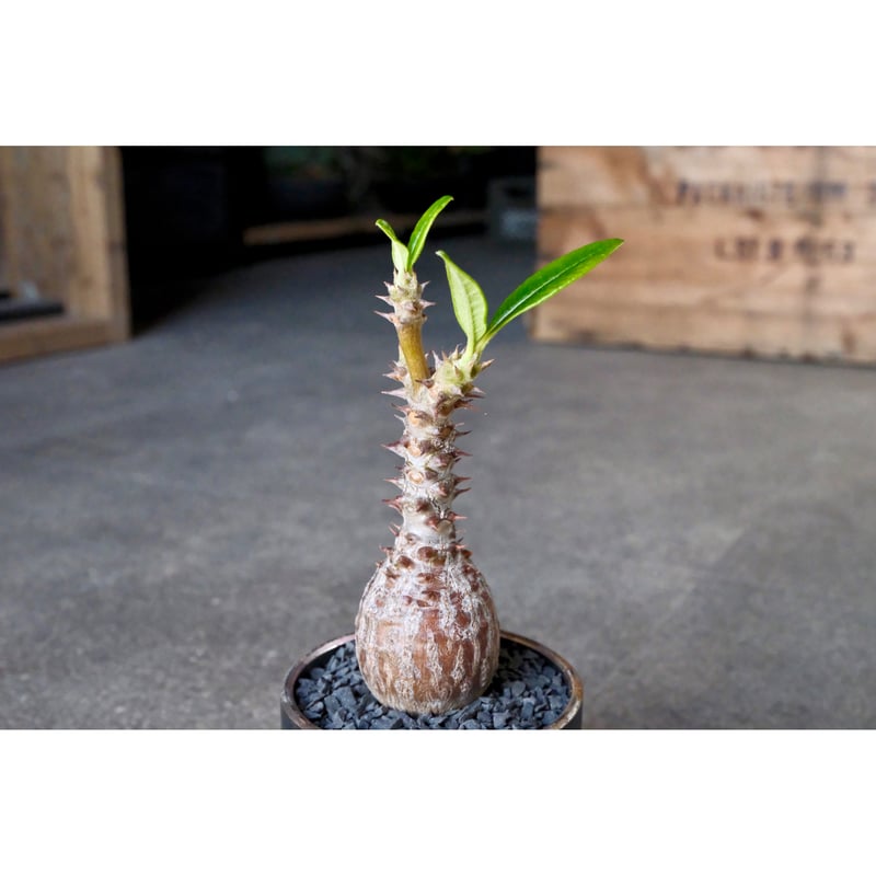 W.P Collection】パキポディウム ウィンゾリー 実生 | Willing plant