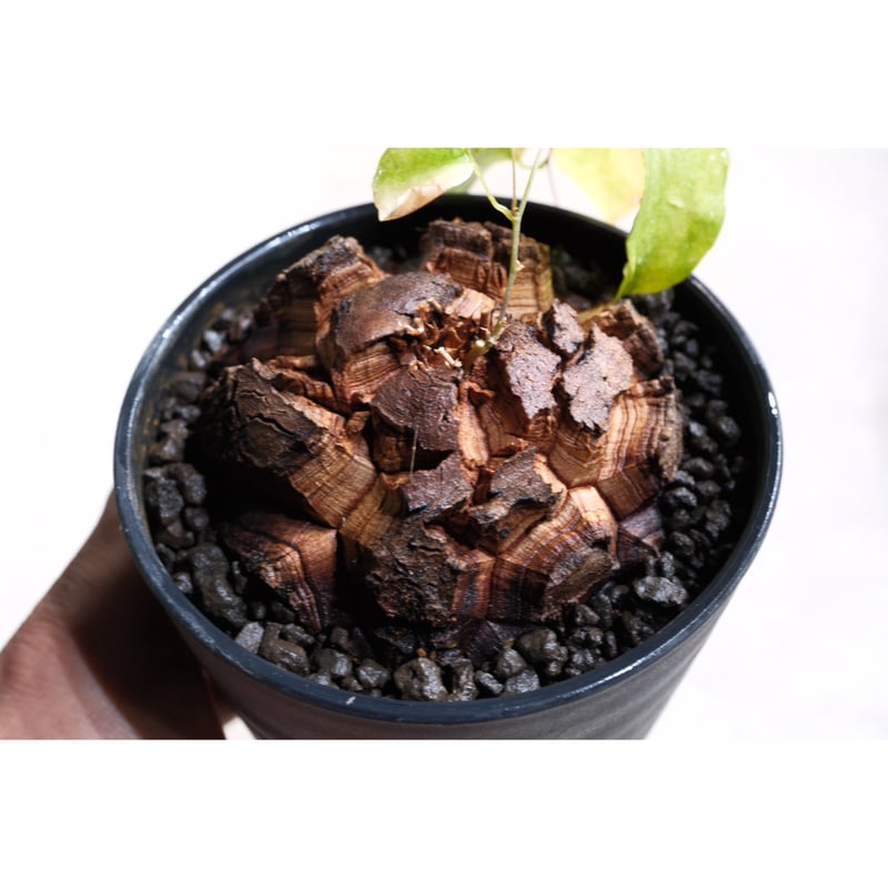 実生】ディオスコレア エレファンティペス 亀甲竜 1 | Willing plant 実生】ディオスコレア エレファンティペス 亀甲竜 1 | Willing plant