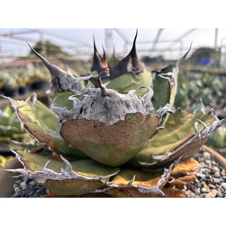 アガベ オテロイ 実生 スーパーもじゃもじゃ Sランク 完成品 アガベ