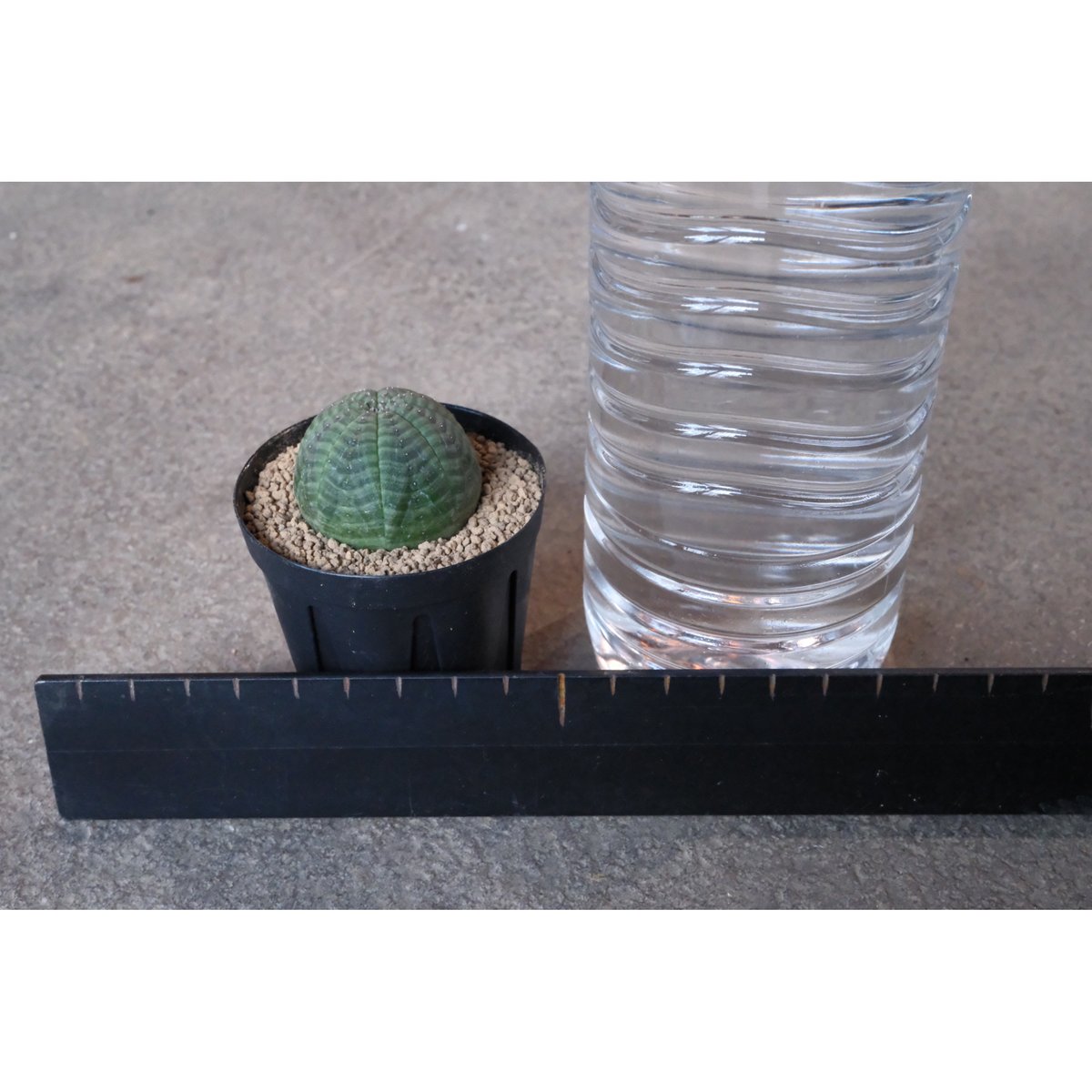 速達 第四種郵便 ユーフォルビア オベサ メス株 3号ブラックポット 速達 第四種郵便 ユーフォルビア オベサ メス株 3号ブラックポット