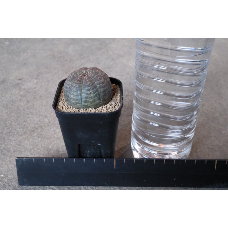 オベサ　2株　雌雄　オスメス　胴太 オベサのオスとメス（雄株、雌株）の見分け方と受粉方法 – ゆるぷ