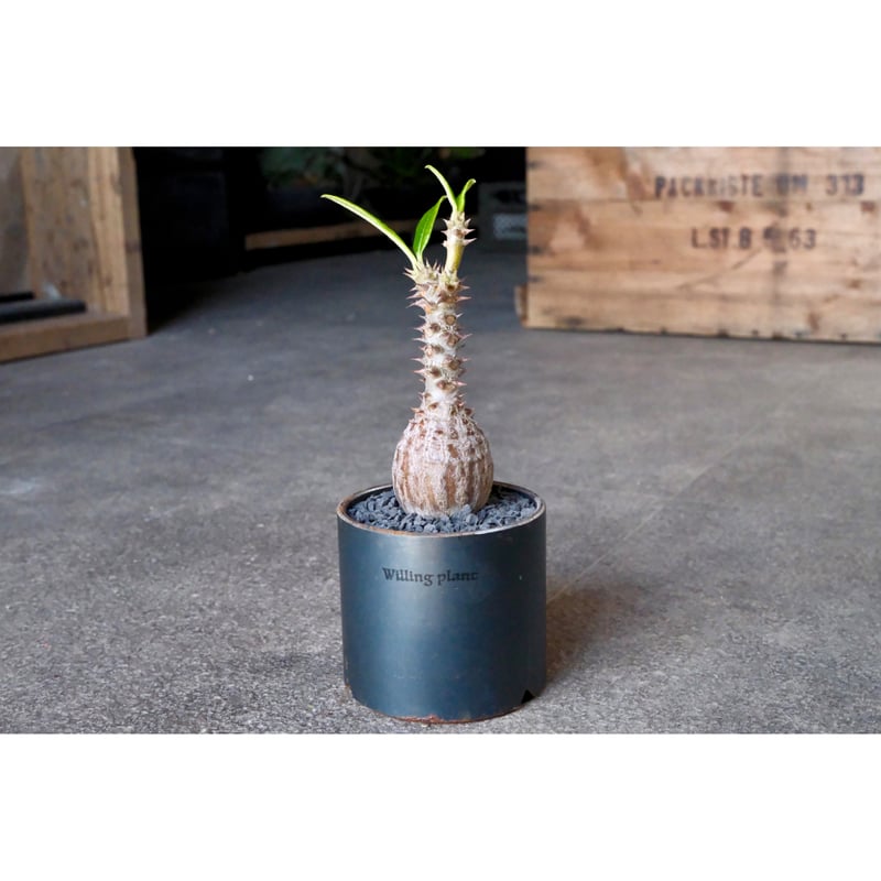 W.P Collection】パキポディウム ウィンゾリー 実生 | Willing plant W.P Collection】パキポディウム ウィンゾリー 実生 | Willing plant