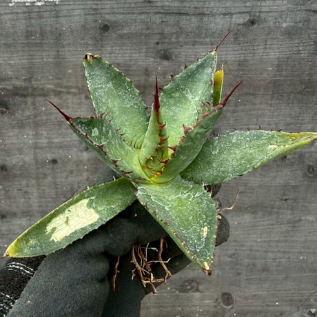 hidden agave hybrid (kristenii×potatorum)×horrida