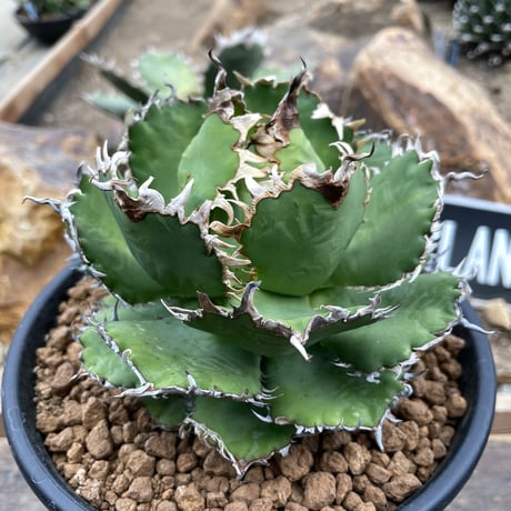 ITEM | Willing plant