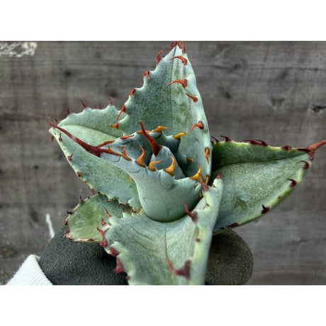 Willing plant