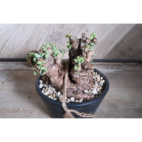 ピグマエア | STORES