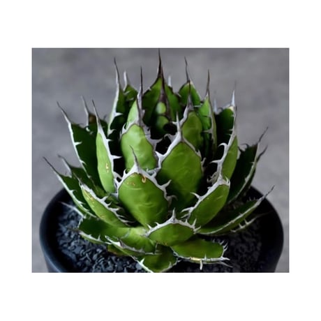 (*)様 【激締まり！！！】US ホリダ MLサイズ Amazon.com: Hokuriku Aluminum GAS Sylby Single-Handed Pot