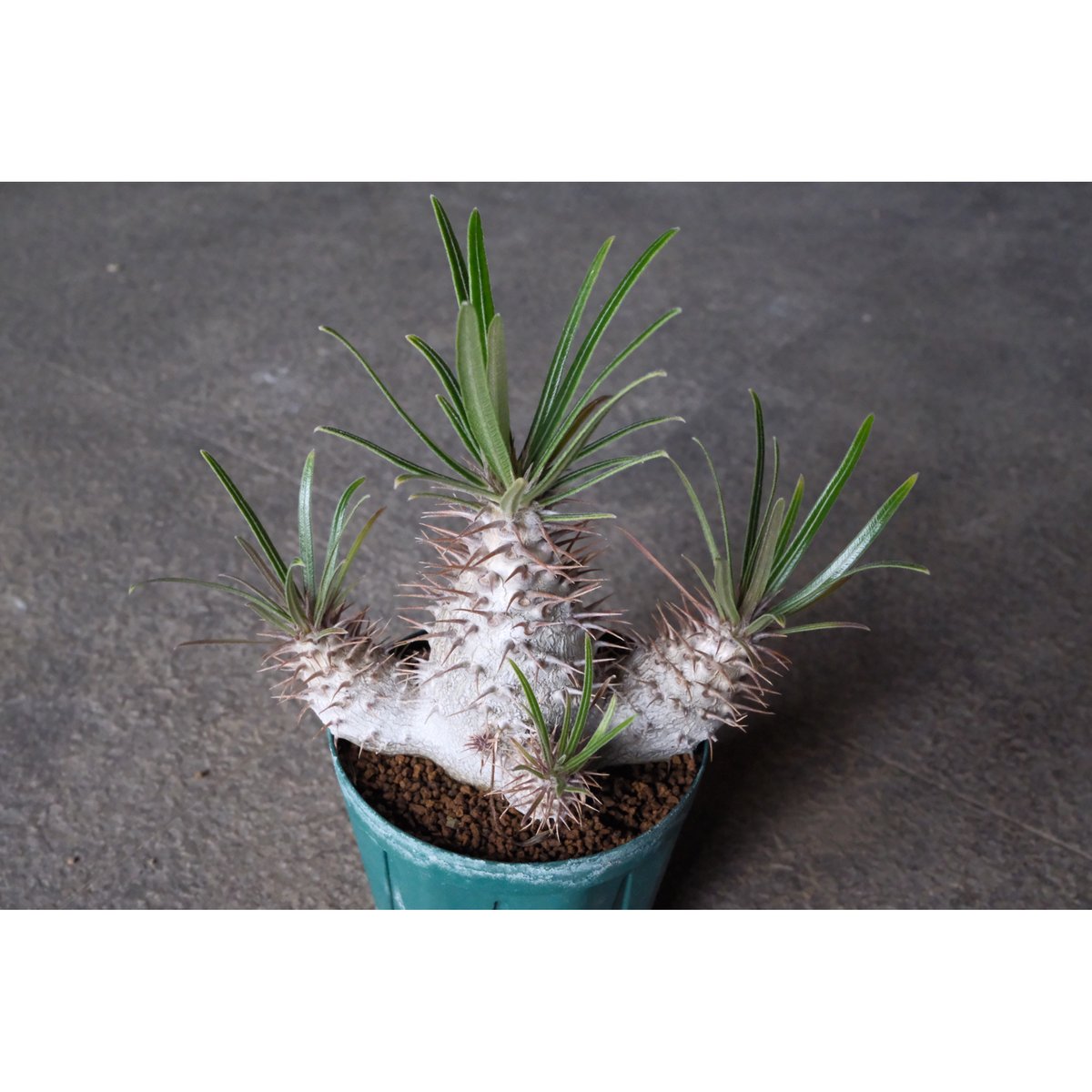 パキポディウム・グラキリス② パキポディウム グラキリス ② | 植物でワクワクを｜BOTANICAL BOX