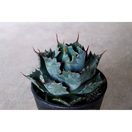 Willing plant 鉢 限定品 アガベ パキポ Willing plant 鉢 限定品 アガベ パキポ - メルカリ