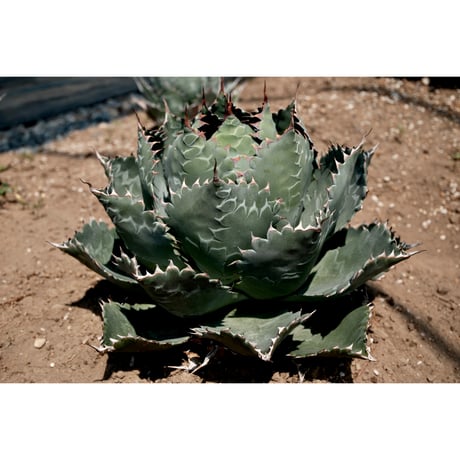 Y*A様 アガベ　ファンキートゥース　ハイブリッド　パラサナ　モンタナ　イシスメ アガベ ファンキートゥース ハイブリッド パラサナ モンタナ