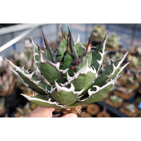 アガベ　パリーハイブリッド アガベ ハイブリッド パリー ハイブリッド Agave hybrid parry hybrid