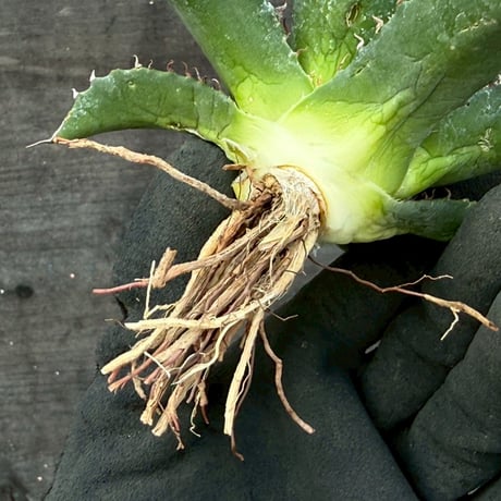 hidden agave hybrid utahensis var. eborispina×horrida