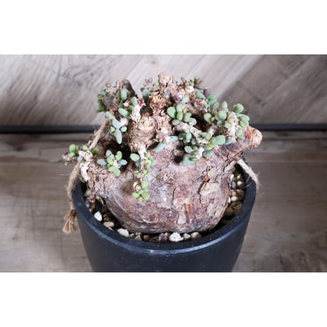 CATEGORY Plants | Willing plant