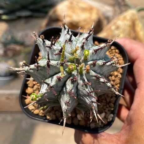 ユーフォルビア ホリダ 雌株