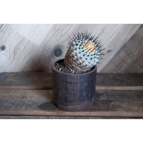 ITEM | Willing plant