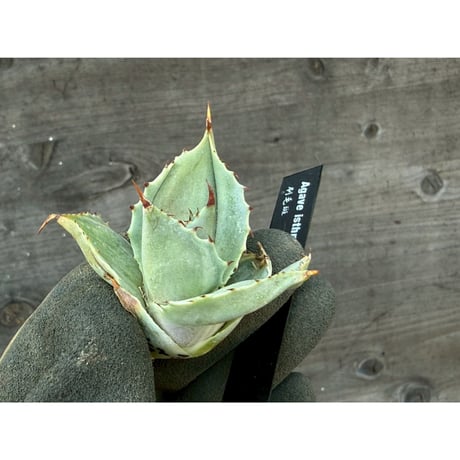 Willing plant