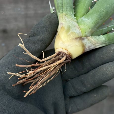 hidden agave hybrid utahensis var. eborispina×horrida