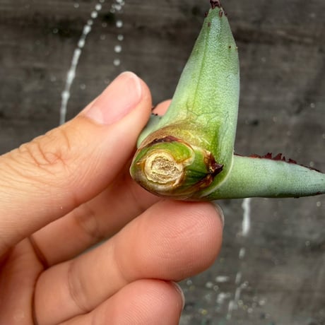 Agave victoriae-reginae hybrid 王蟲 from 土田制所