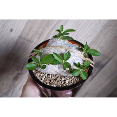 blue ページ パキポディウム2点 blue ページ パキポディウム2点