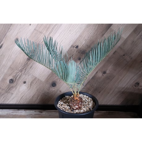 サイカス | STORES