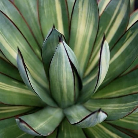 ブルーグロー | STORES