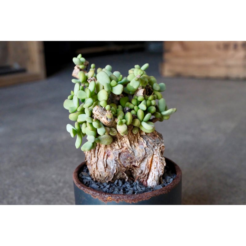 下処理済・発根管理開始】11ケラリア・ピグマエア/鉢ごと発送