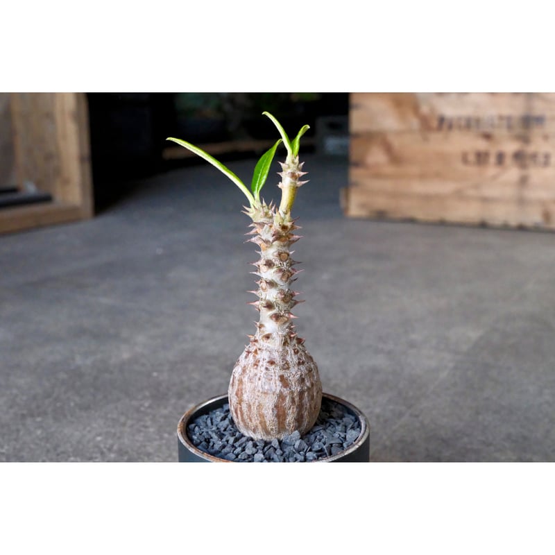 W.P Collection】パキポディウム ウィンゾリー 実生 | Willing plant W.P Collection】パキポディウム ウィンゾリー 実生 | Willing plant