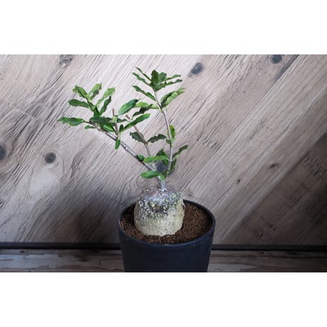 CATEGORY Plants | Willing plant