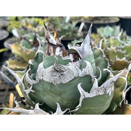 VALIEM Willing plant Lサイズ 鉢 台座付き アガベ VALIEM Willing