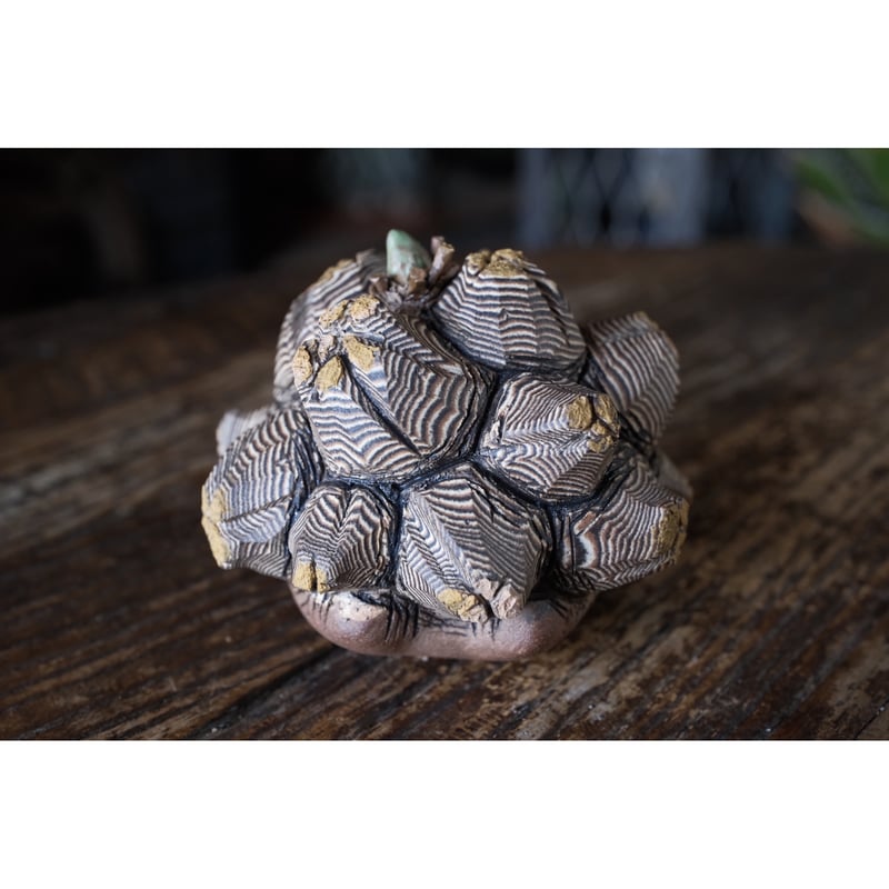 Yei Tao 大眼 亀甲竜 | Willing plant