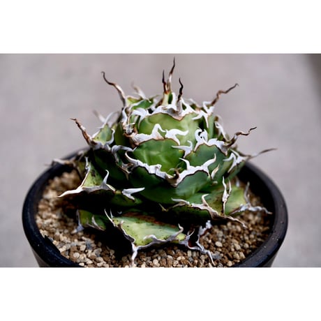 Willing plant 鉢 限定品 アガベ パキポ CATEGORY Plants | Willing plant