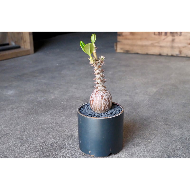W.P Collection】パキポディウム ウィンゾリー 実生 | Willing plant W.P Collection】パキポディウム ウィンゾリー 実生 | Willing plant