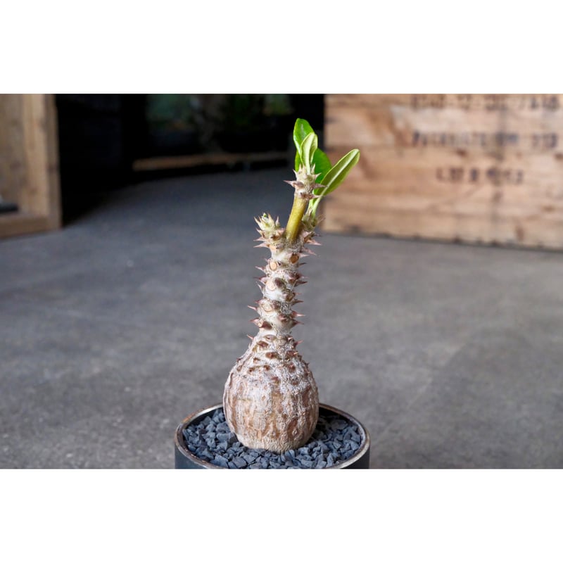 W.P Collection】パキポディウム ウィンゾリー 実生 | Willing plant W.P Collection】パキポディウム ウィンゾリー 実生 | Willing plant