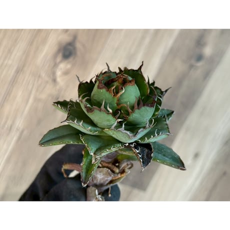 ITEM | Willing plant