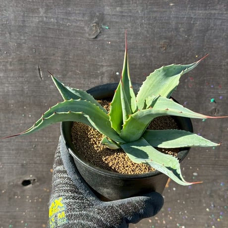 オバティフォリア | STORES