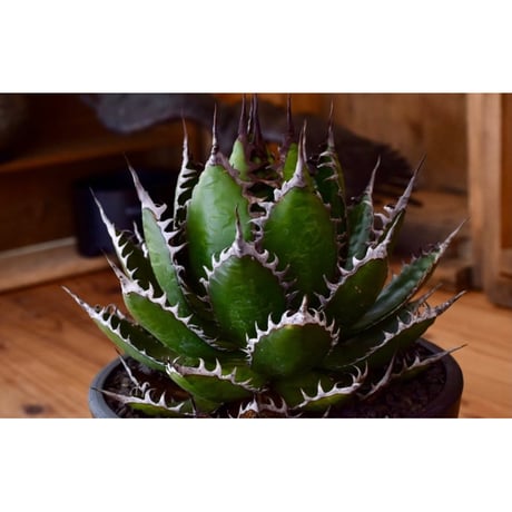 997【上澳園芸】 アガベ チタノタ 面倒 狼人錦 変異株 くっきり