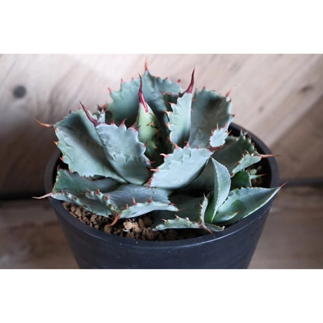 ハイブリッドアガベ | STORES